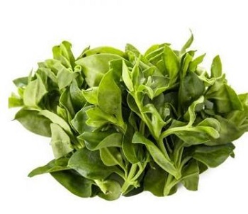 Andrographis paniculata ingrediente principale ed effetti