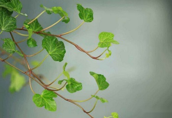 Benefici, effetti collaterali e precauzioni dell'estratto di foglie di edera essiccate